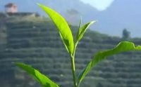 客田鎮(zhèn)：茶樹吐新芽，茶農喜增收